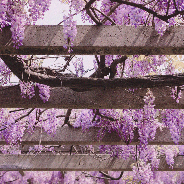 'Cherry Blossoms' cover art
