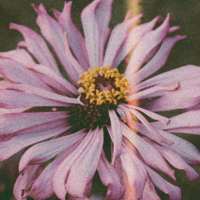 'Botanical' cover art