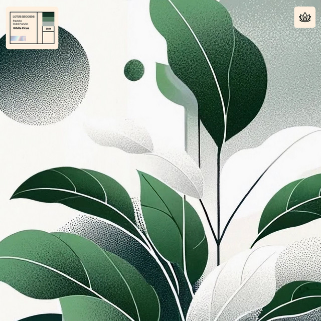 'White Ficus' cover art