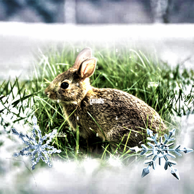 'snow bunnies' cover art