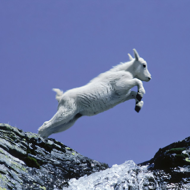 'GOAT' cover art
