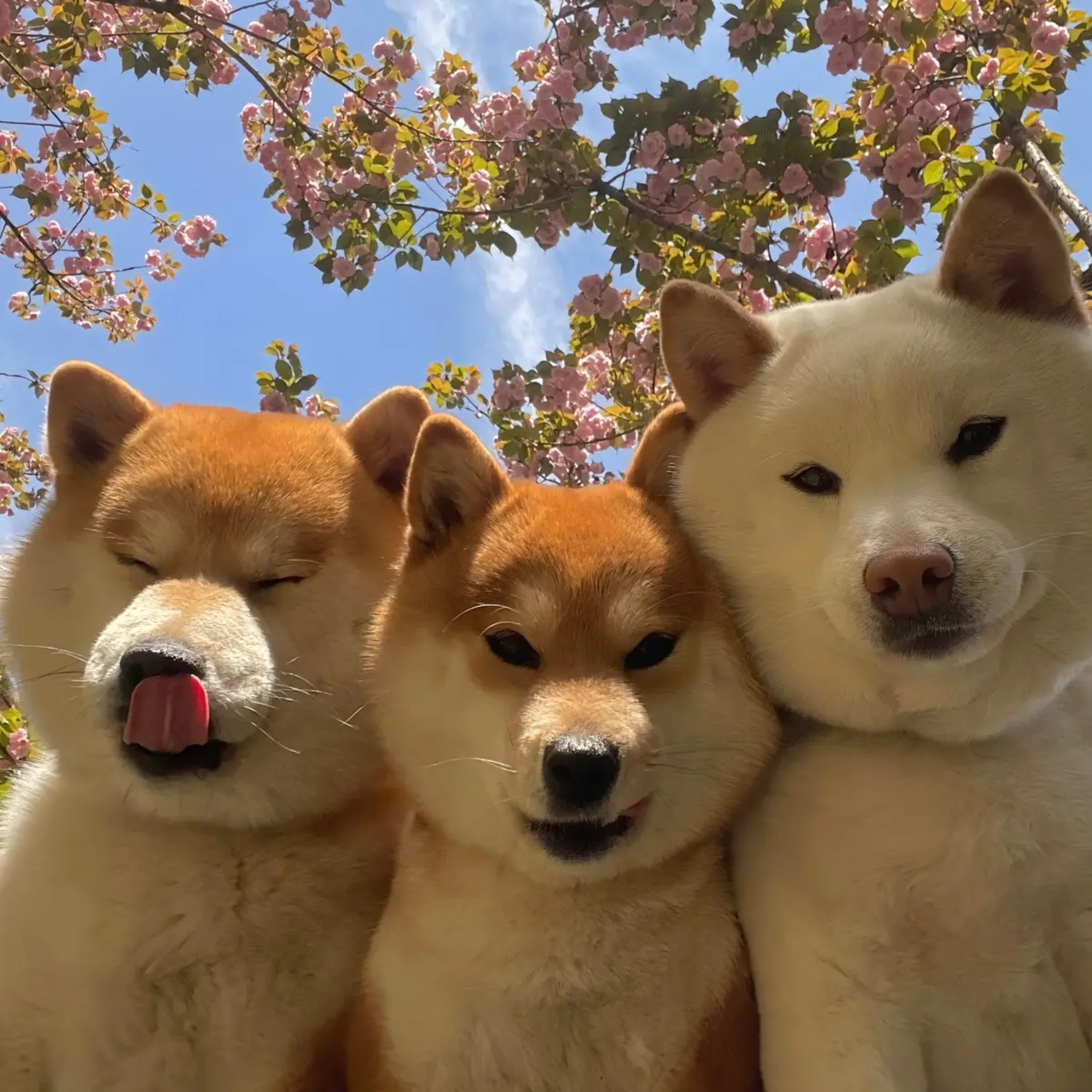 I Love Mắt Lác cover art