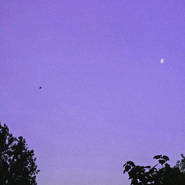 'lilac' cover art
