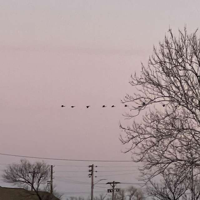 'BiRDS' cover art