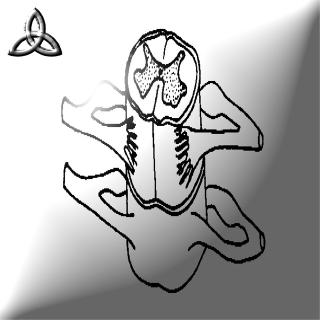 'space_pirates #qollective' cover art