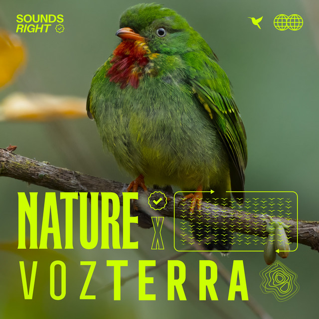 'Forest Bird Songs - Colombia' cover art