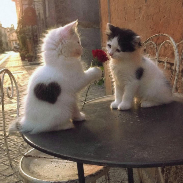 'This is her & I but as cats' cover art