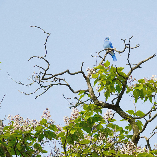 'Blue Bird' cover art