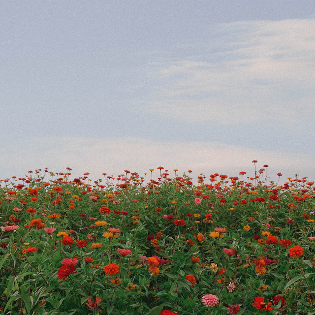 'wildflower' cover art