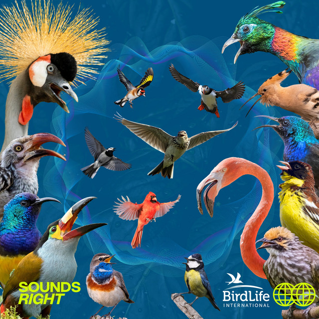 'The Global Birdsong' cover art