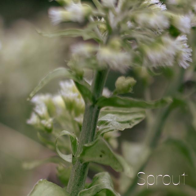 'Sprout' cover art
