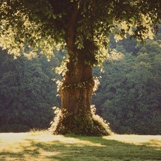 'ALICE' cover art