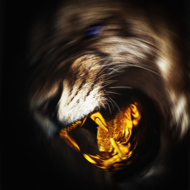 'Manita Fenerli' cover art