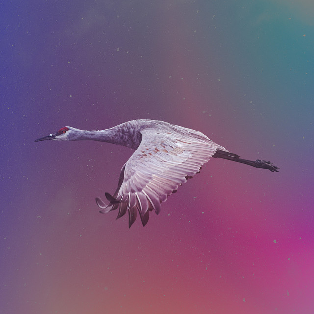 'Kranich' cover art