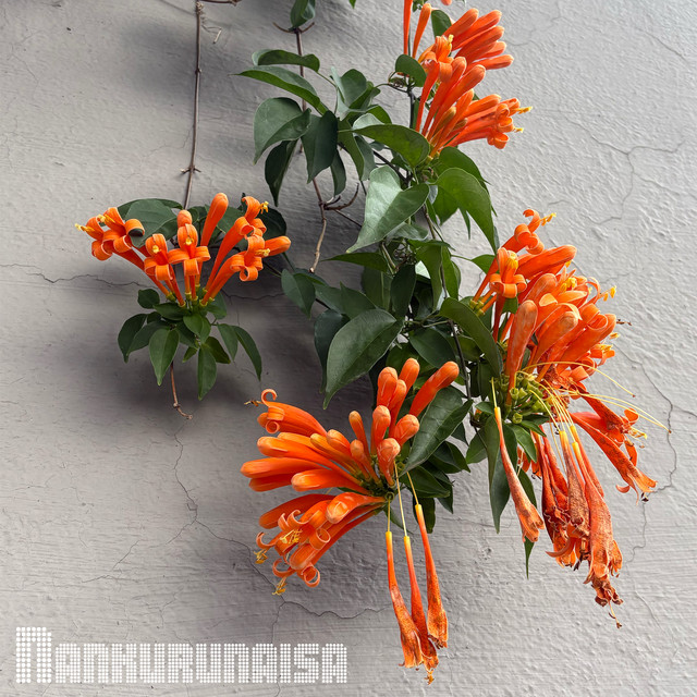 'Nankurunaisa' cover art