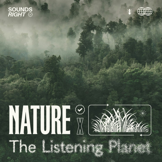 'Rainforest Rhythms' cover art