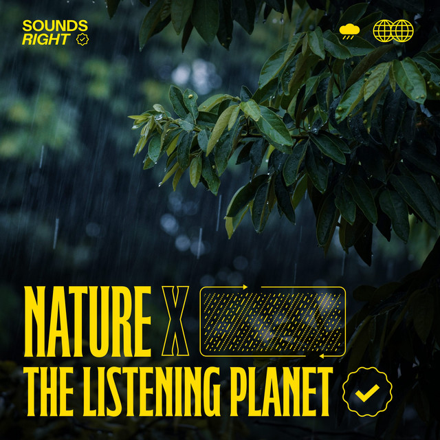 'The Language of Rain' cover art