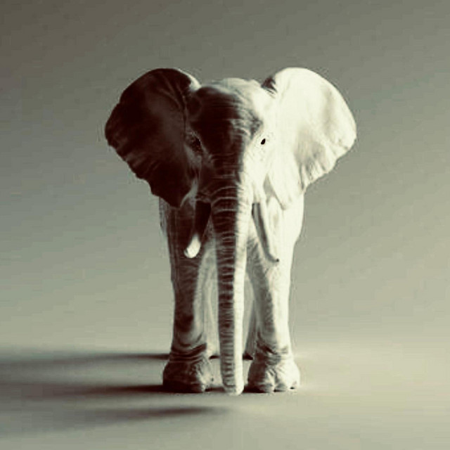 'White Elephant' cover art