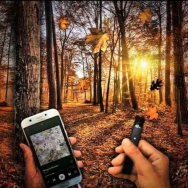 'Backwoods In the Forest' cover art
