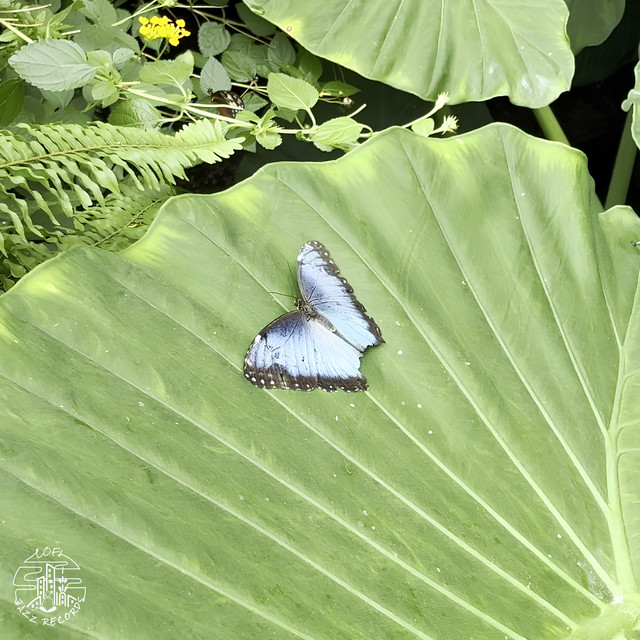 'Butterfly' cover art