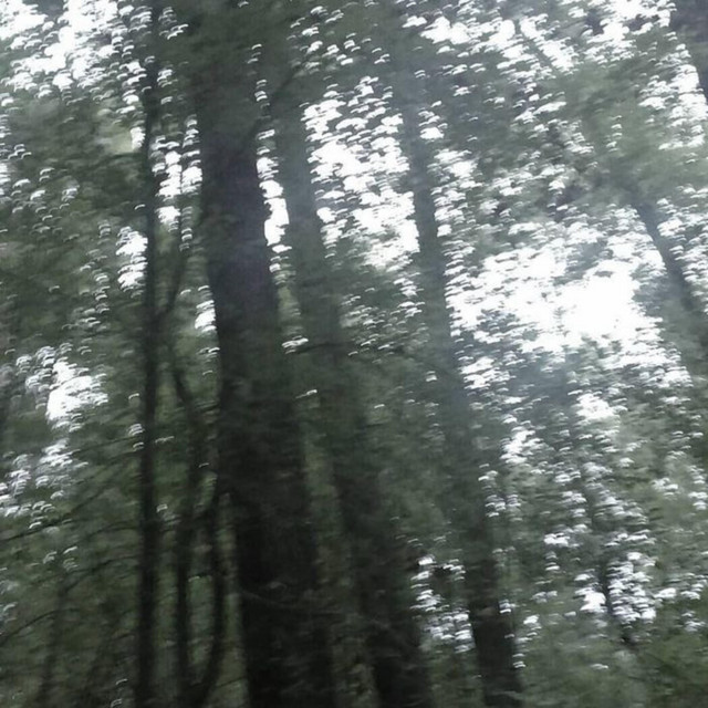 'Forest' cover art