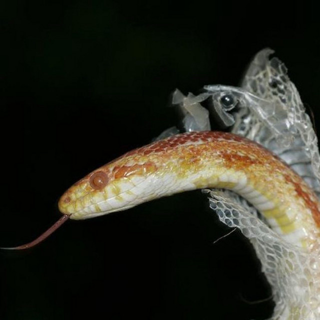 'snakes' cover art