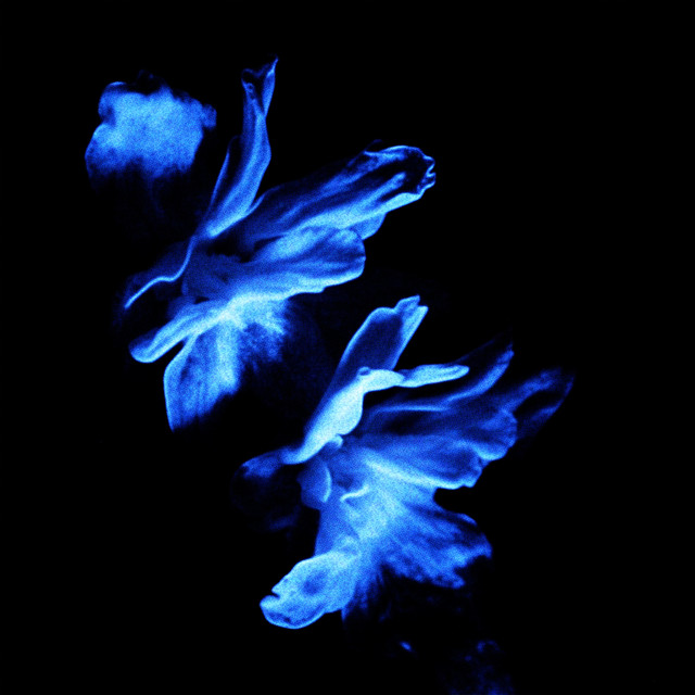 'sever' cover art