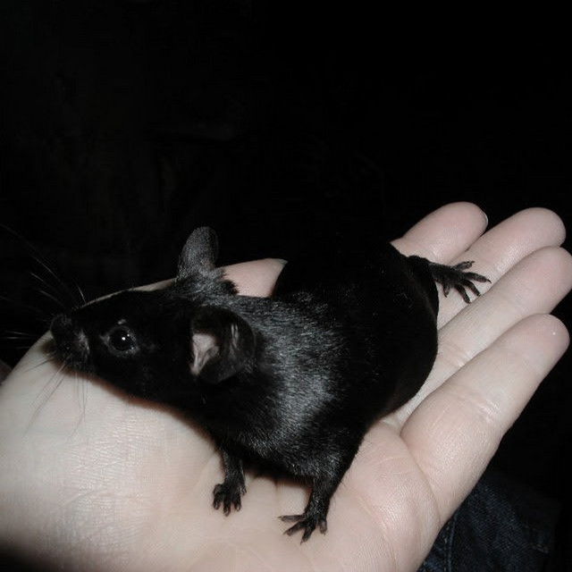 'RAT' cover art